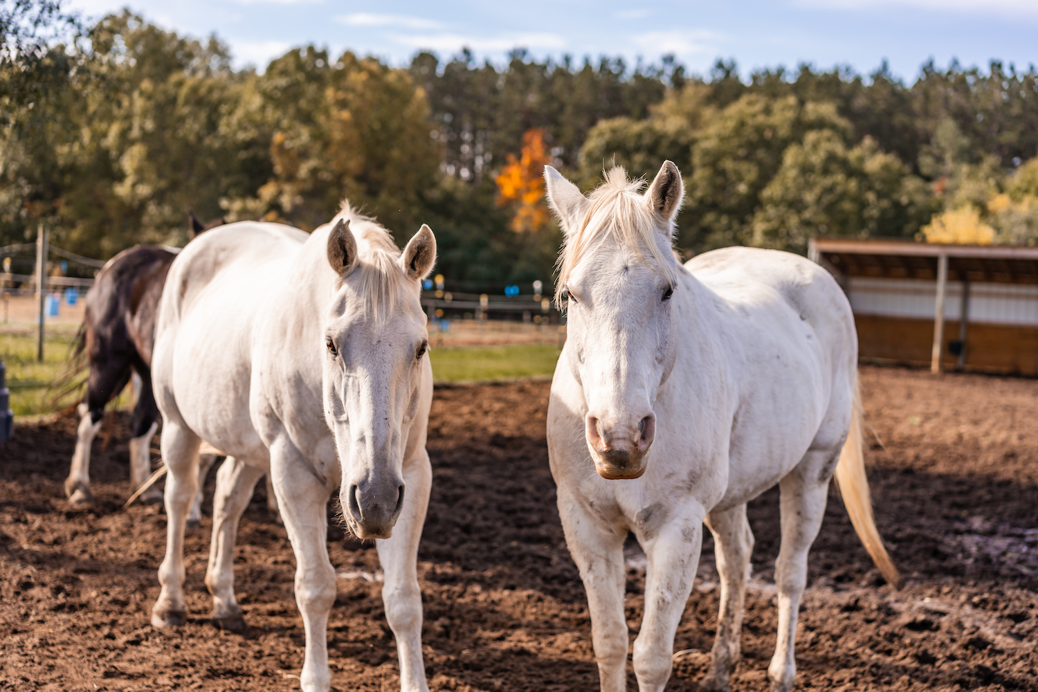 two horses at true vine equestrian center in Mattawan Michigan