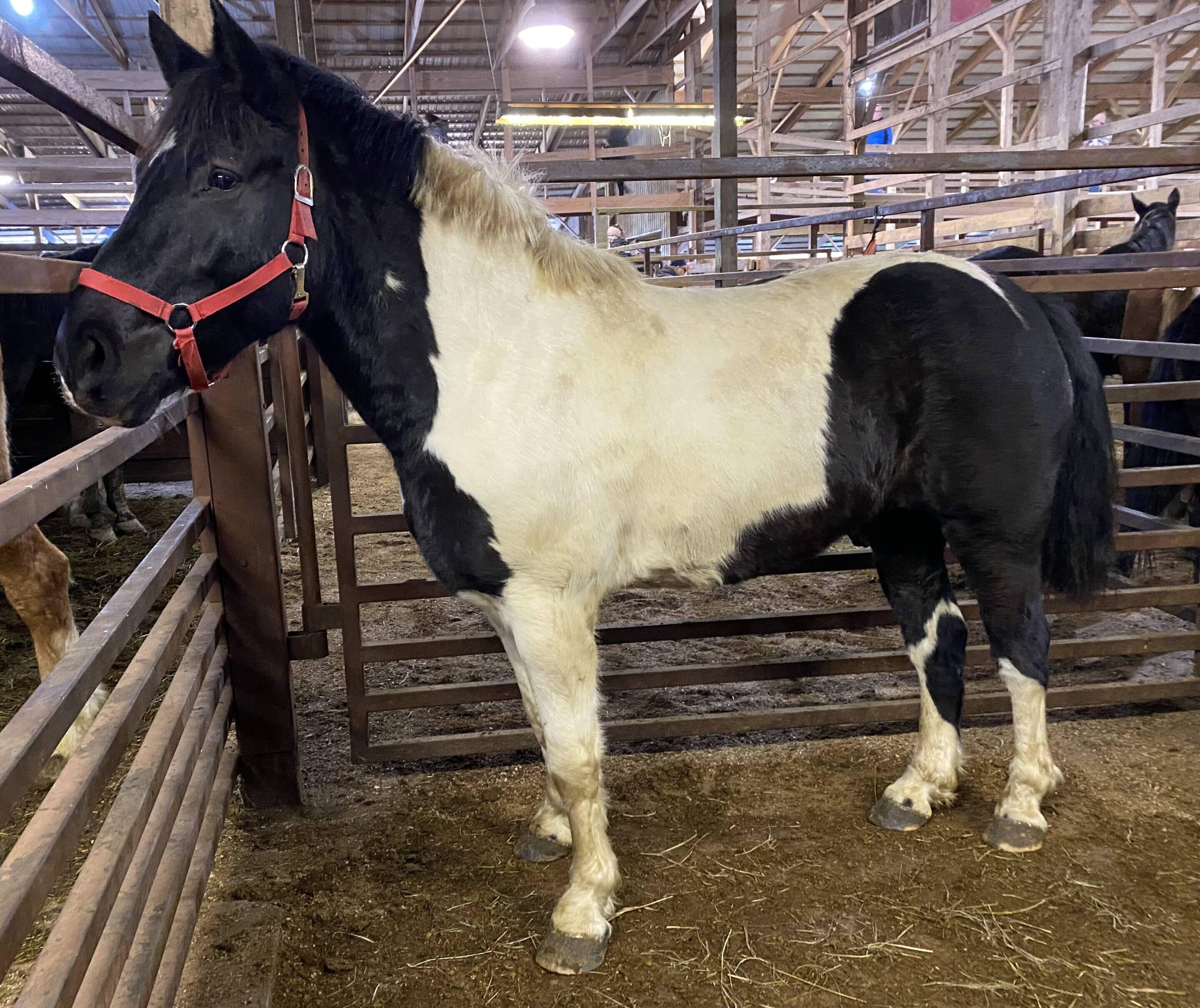 Ben is a rescue horse at true vine equestrian center